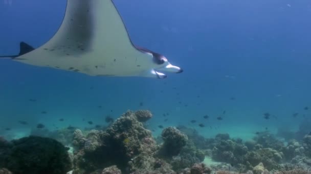 Giant Manta Ray Birostris Ocean Sea Marine Life. — Stock Video