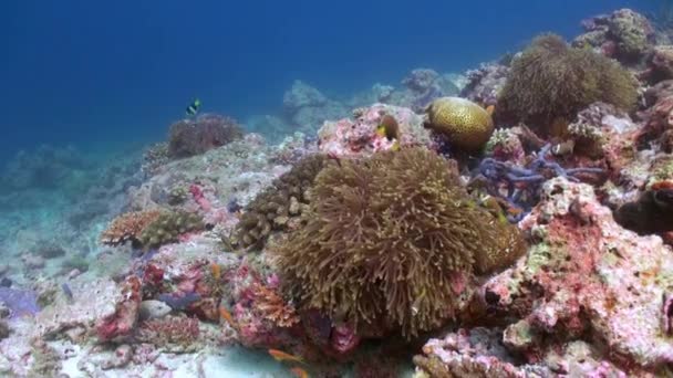 Anemonen und bunte Clownfische. Malediven. — Stockvideo