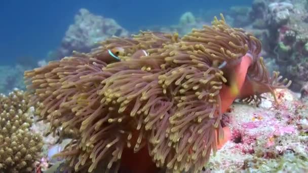 Anêmonas e peixes palhaço multicoloridos. Maldivas . — Vídeo de Stock