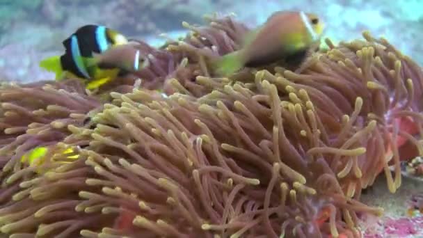 Anémonas y peces payaso multicolor. Maldivas . — Vídeo de stock