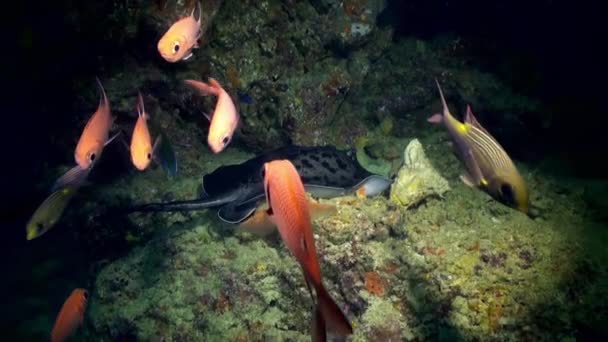 Black stingray swims over deep, rocky reef. — Stock Video