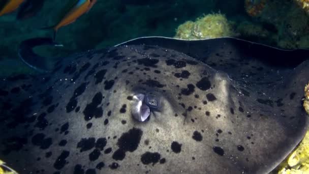 Black stingray swims over deep, rocky reef. — Stock Video