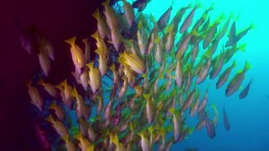 Resifteki tropik balık sürüsü yiyecek arıyor..