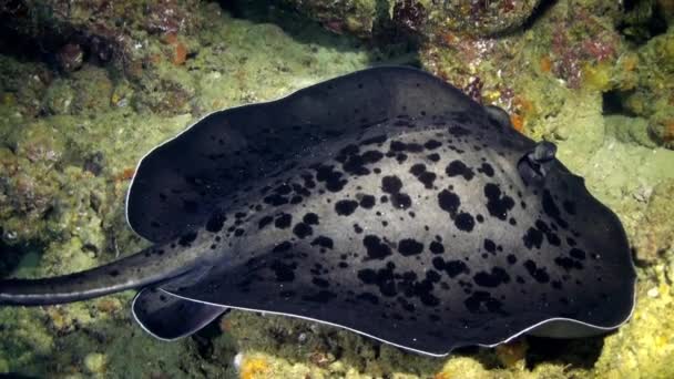 Black stingray swims over deep, rocky reef. — Stock Video