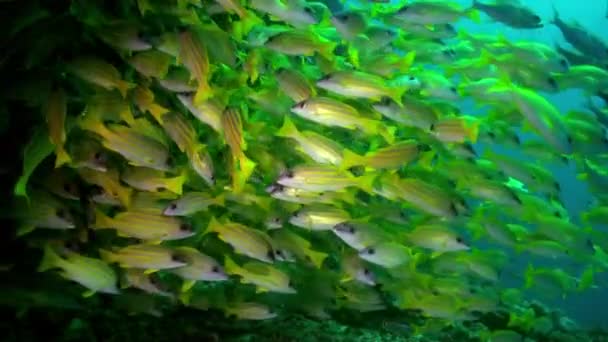 Escola de peixes tropicais em recife em busca de comida. — Vídeo de Stock
