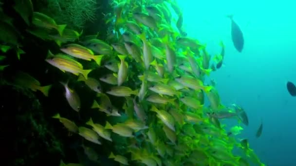 Schwarm tropischer Fische auf der Suche nach Nahrung am Riff. — Stockvideo