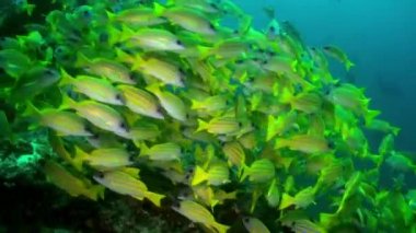 Resifteki tropik balık sürüsü yiyecek arıyor..