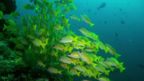 Ecole de poissons tropicaux sur le récif à la recherche de nourriture. — Video