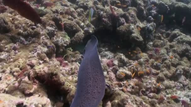 Grote moray eel zwemmen op rif op zoek naar voedsel. — Stockvideo