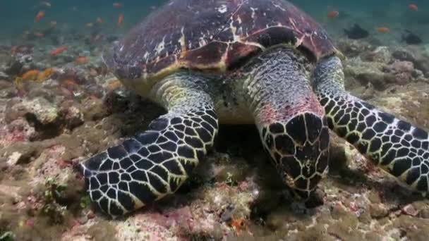 Hawksbill sea turtle swimming eating on coral reef — Stock Video