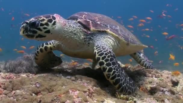 Tortuga carey nadando comiendo en arrecife de coral — Vídeos de Stock