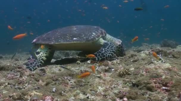 Hawksbill sea turtle swimming eating on coral reef — Stock Video