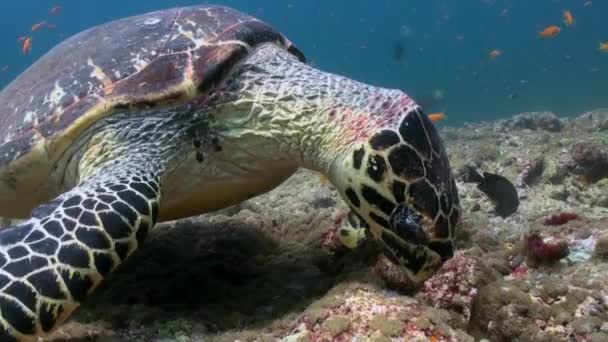 Tortuga carey nadando comiendo en arrecife de coral — Vídeo de stock