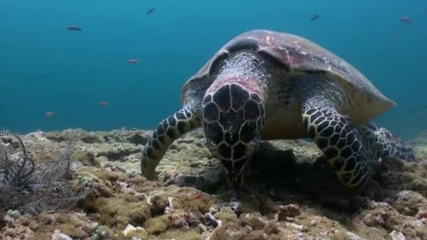 Hawksbill tartaruga marinha nadando comendo no recife de coral — Vídeo de Stock