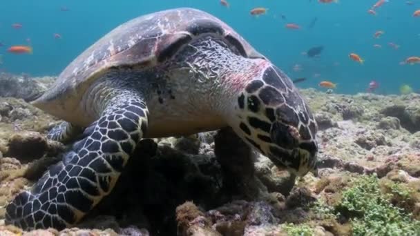 Hawksbill tortue de mer nageant manger sur le récif corallien — Video
