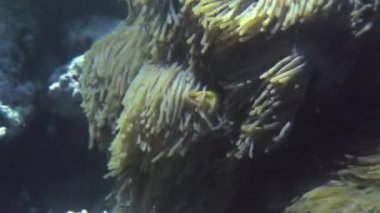 Anemon ve çok renkli palyaço balığı. Maldivler.