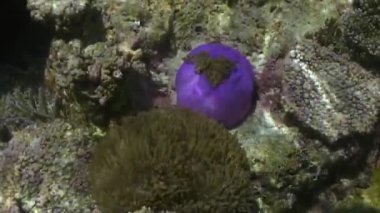 Anemon ve çok renkli palyaço balığı. Maldivler.