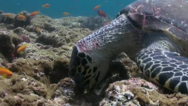 Tortuga carey nadando comiendo en arrecife de coral — Vídeo de stock