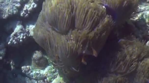 Anemoner och mångfärgade clown fisk. Maldiverna. — Stockvideo