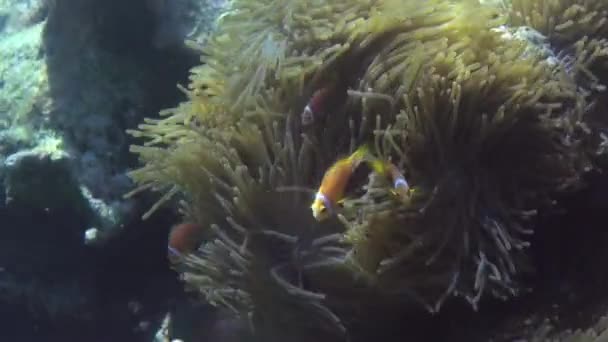 Anemonen en veelkleurige clown vis. Maldiven. — Stockvideo
