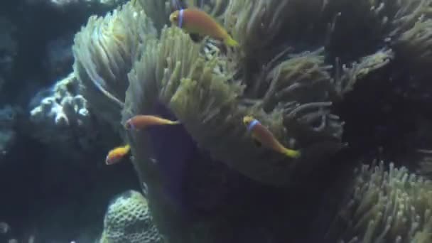 Anêmonas e peixes palhaço multicoloridos. Maldivas . — Vídeo de Stock