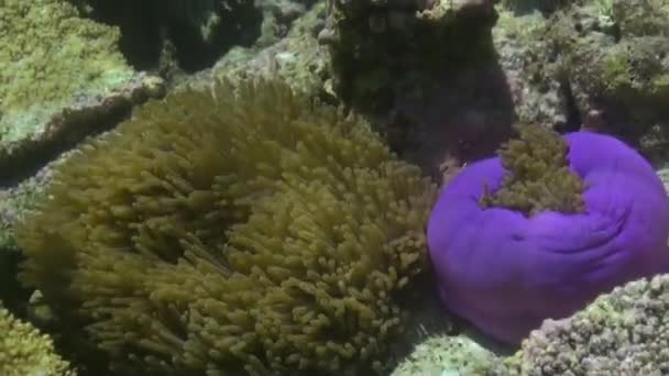 Anémonas y peces payaso multicolor. Maldivas . — Vídeos de Stock