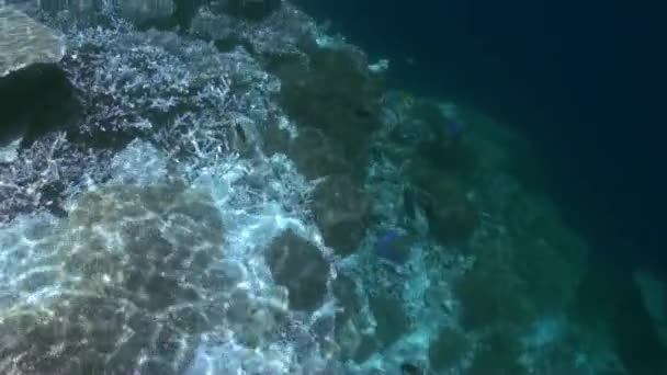 Onderwater landschap van koraalrif. Malediven. — Stockvideo