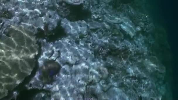 Onderwater landschap van koraalrif. Malediven. — Stockvideo