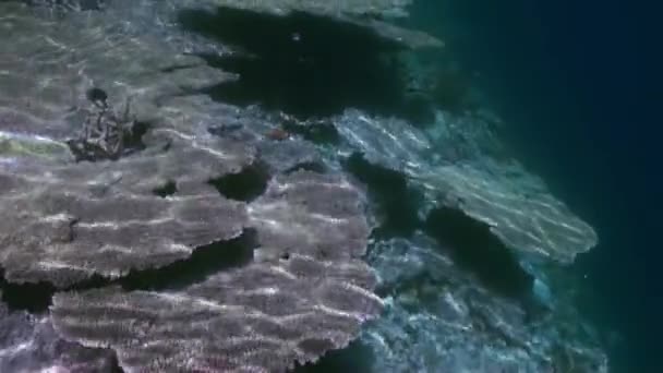 Podvodní krajina korálových útesů. Maledivy. — Stock video