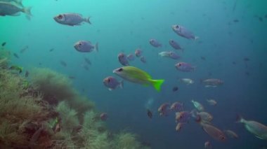 Resifteki tropik balık sürüsü yiyecek arıyor..