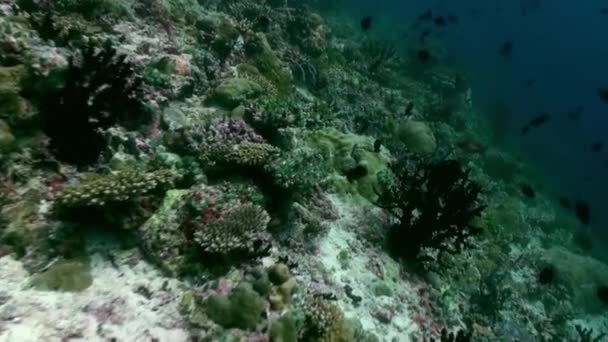 Paisagem subaquática do recife de coral. Maldivas. — Vídeo de Stock