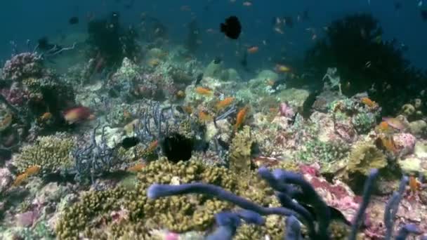 Paisaje submarino de arrecife de coral. Maldivas. — Vídeo de stock