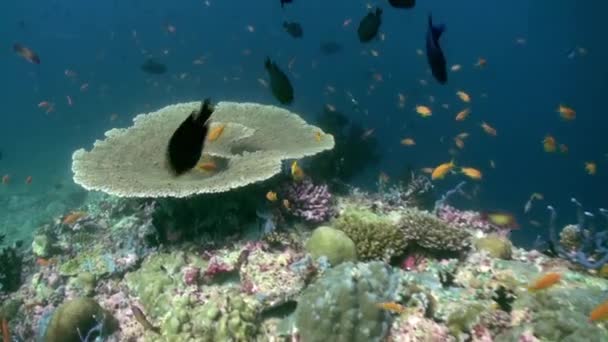 Paisaje submarino de arrecife de coral. Maldivas. — Vídeos de Stock