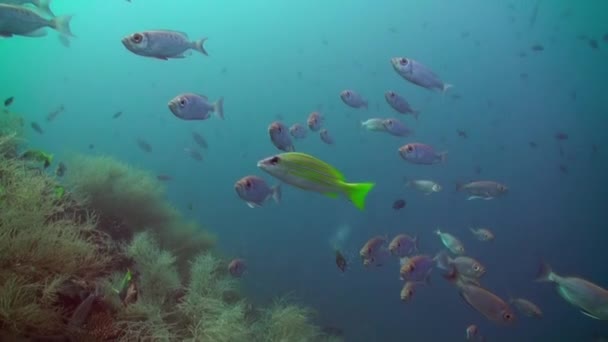 Škola tropických ryb na útesu při hledání potravy. — Stock video
