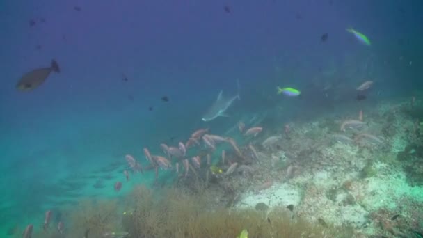 食料を求めてサンゴ礁の上の熱帯魚の学校. — ストック動画