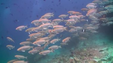 Resifteki tropik balık sürüsü yiyecek arıyor..