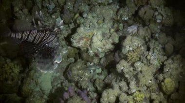 Scorpionfishe Akrep Fishe avcılık gece resif üzerinde