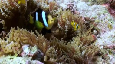 Anemon ve çok renkli palyaço balığı. Maldivler.