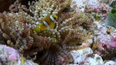Anemon ve çok renkli palyaço balığı. Maldivler.