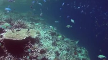 Mercan resiflerinin sualtı manzarası. Maldivler.