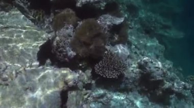 Mercan resiflerinin sualtı manzarası. Maldivler.