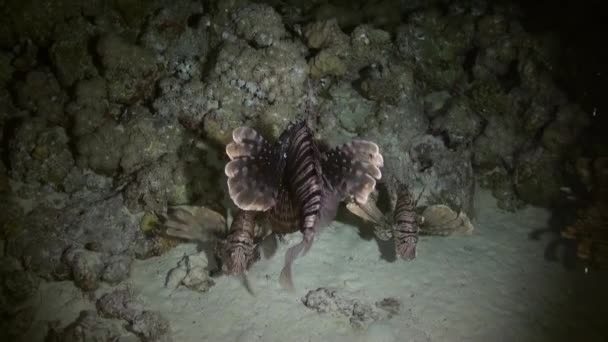 Scorpionfishe scorpion fishe jagt Nacht auf Riff — Stockvideo