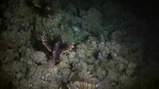 Scorpionfishe Scorpion Fishe hunting night on reef — Stock Video