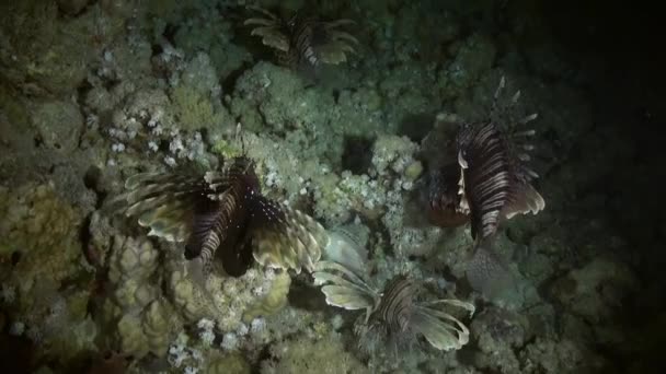 Scorpionfishe Scorpione Fishe notte di caccia sulla barriera corallina — Video Stock