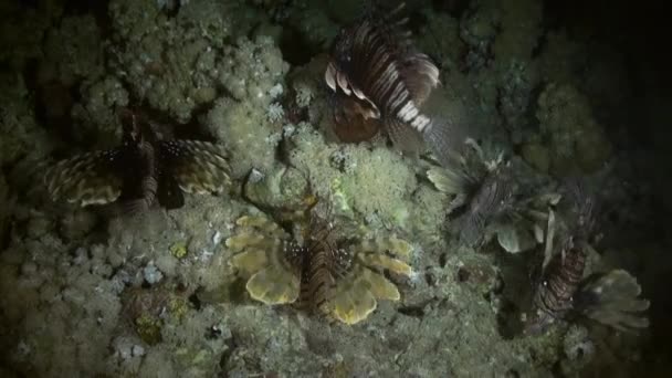 Scorpionfishe Scorpion Fishe hunting night on reef — Stock Video