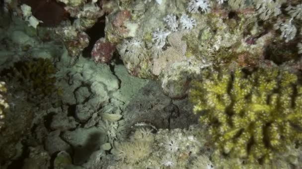 Escorpionfishe Escorpión Fishe noche de caza en arrecife — Vídeos de Stock