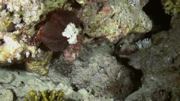 Scorpionfishe Escorpião Fishe noite de caça no recife — Vídeo de Stock