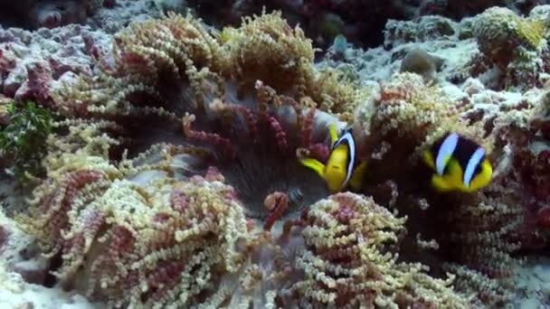 Anemones and multicolored clown fish. Maldives. — Stock Video