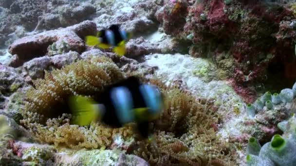Sasanky a vícebarevné clown ryb. Maledivy. — Stock video
