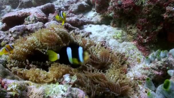 Anêmonas e peixes palhaço multicoloridos. Maldivas . — Vídeo de Stock